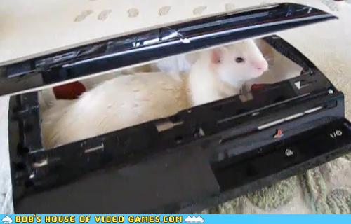 funny video game photos - Ferrets Love Only The Finest